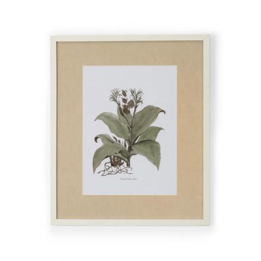 Clipsham Botanical - Canna Indica Rubra Framed Wall Art - Neptune Home Accessories